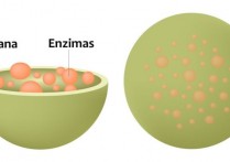 細胞的溶小體是什麼？概念、功能、結構和其他特徵、如何形成