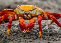 什麼是甲殼類動物？概念、類型、攝食、繁殖和例子