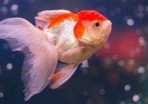 什麼是動物呼吸？概念、過程組成、存在類型和範例