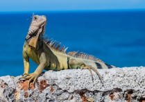什麼是晝夜動物？概念、特徵和例子