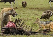 什麼是食腐動物？概念、類型、特徵和例子