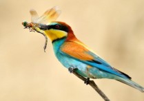 什麼是食蟲動物？概念、類型、特徵和例子