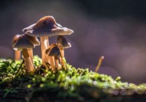 蘑菇是什麼？概念、類型、繁殖以及其他特徵