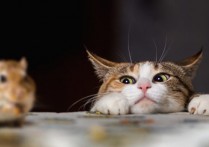 什麼是種間關係？概念、主要特徵和例子