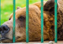 什麼是動物權利？概念、起源和目標