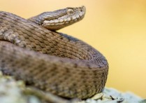 什麼是卵生動物？概念、類型、特徵和例子