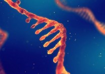 RNA 是什麼？概念、結構、不同功能、分類以及與DNA差別