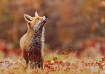 什麼是狐狸？概念、特徵、繁殖和壽命