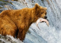 什麼是消費者生物體？概念、特徵、如何分類和例子