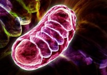 什麼是粒線體？概念、特徵、細胞器起源、主要功能和結構