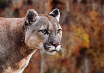 什麼是山地動物？概念、類型、特徵和例子