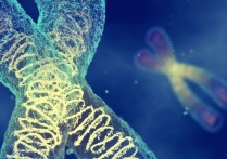 染色體遺傳理論是什麼？概念、特徵和孟德爾定律