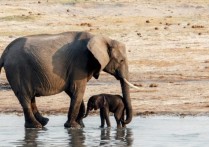 什麼是胎生動物？概念、繁殖、懷孕、特徵和差異
