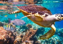 什麼是水生動物？概念、類型、特徵和例子