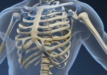 有關骨骼的一切？概念、如何分類、功能和結構、人體有幾塊骨頭？