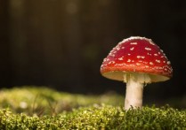 什麼是異種現像？概念、生物關係的例子和共生主義