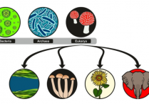 什麼是生物領域？概念、特徵、主要功能