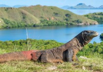 什麼是野生動物？概念、類型、特徵和例子