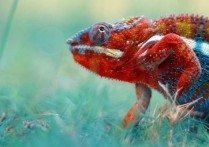 什麼是陸地動物？概念、起源、發展歷史、、類型、特徵和例子