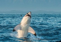 什麼是肉食動物？概念、類型、特徵和例子