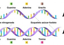 什麼是核酸 DNA 和 RNA？概念、特徵、分子結構、功能以及重要性