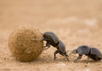 什麼是分解生物？概念、特徵、存在類型、生態重要性和例子