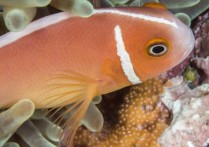 魚如何以卵生、胎生和卵胎生方式繁殖。什麼是生殖遷移