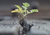 生命的起源是什麼？概念、特徵、各種理論、科學