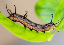 什麼是系統學？概念、特徵、生物學分支和流派