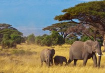 什麼是多細胞生物？概念、起源及其特徵、重要功能和範例