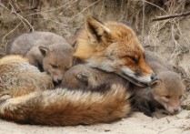 什麼是動物的繁殖？概念、過程組成、意義特徵和例子