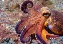 什麼是章魚？概念、棲息地、繁殖和其他特徵