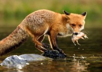 什麼是雜食動物？概念、類型、特徵和例子