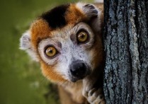 什麼是脊椎動物？概念、特徵、分類以及例子