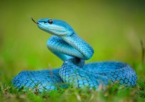 什麼是爬行動物？概念、類型、特徵、繁殖和消化系統、