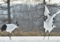什麼是生物學中的能力？概念、舉例、表面能力、互利共生和掠奪定義