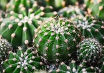 什麼是生物的適應？概念、特徵、存在哪些類型