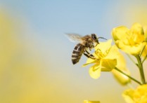 什麼是蜜蜂？概念、棲息地、蜂巢、繁殖和其他特徵