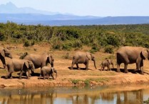 什麼是生物因素？概念、特徵、分類以及與非生物因素的關係