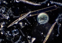 什麼是浮游植物？概念、如何進食、重要性、與浮游動物的區別