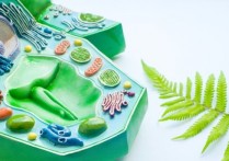 什麼是植物細胞？概念、分類、組成部分、類型與動物細胞差異