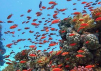 生物學中的群體是什麼？概念、特徵、分類和舉例