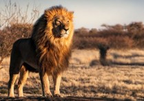 什麼是獅子？概念、生活在哪裡、如何繁殖、餵食方式和特徵