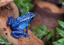 什麼是兩棲動物？概念、類型、例子、起源和主要特徵