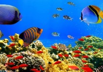 什麼是海洋動物？概念、存在類型、特徵和例子、哪些最危險