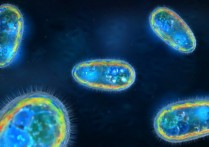 什麼是單細胞生物？概念、特徵、分類、重要性和範例