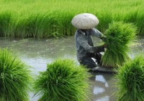 什麼是亞洲生產方式？概念、特徵、爭論
