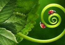 生物學的分支是什麼？概念、特徵、分類和例子