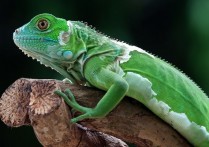 什麼是冷血動物？概念、棲息地、繁殖和其他特徵