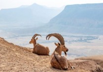 什麼是生物因素和非生物因素？概念、特徵、關係以及例子
